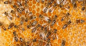 QES's Nurse Scott Shares Her Bee Keeping Skills