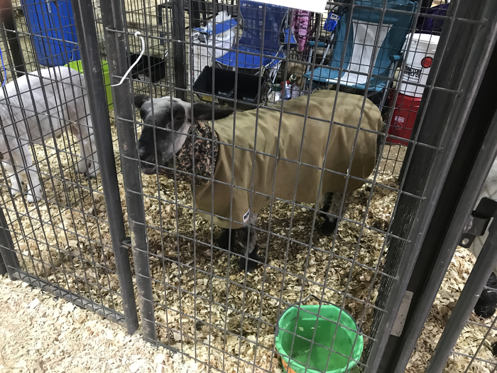Sheep